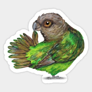 Brown-headed Parrot Sticker